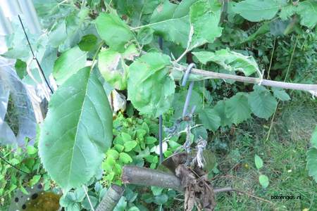  picture  Appel |Malus_sylvestris