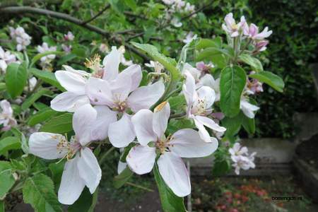  picture  Appel |Malus_sylvestris