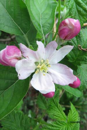  picture  Appel |Malus_sylvestris