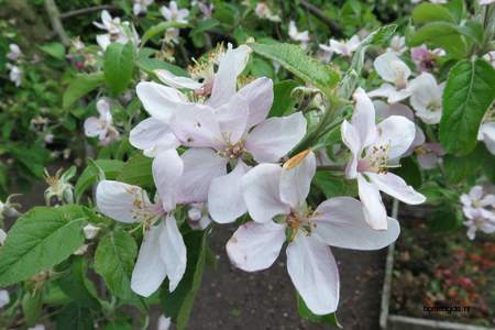  picture  Appel |Malus_sylvestris