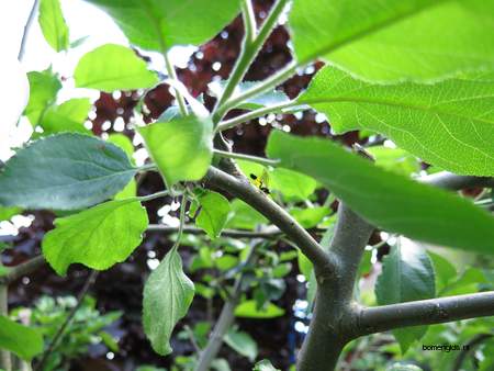  picture  Appel |Malus_sylvestris