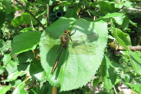  picture  Appel |Malus_sylvestris