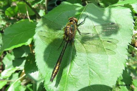  picture  Appel |Malus_sylvestris