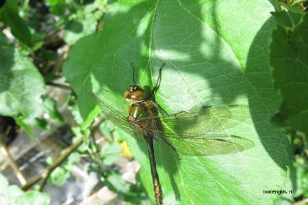  picture  Appel |Malus_sylvestris