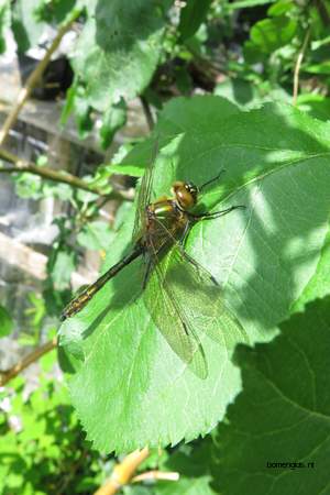  picture  Appel |Malus_sylvestris