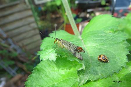  picture  Appel |Malus_sylvestris