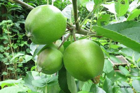  picture  Appel |Malus_sylvestris