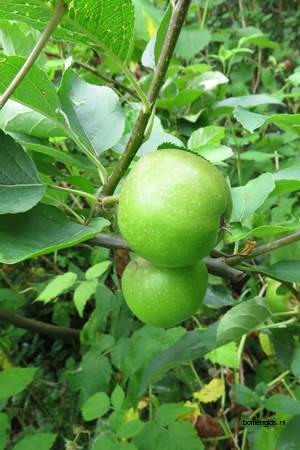  picture  Appel |Malus_sylvestris