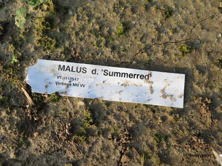  picture  Appel |Malus_sylvestris