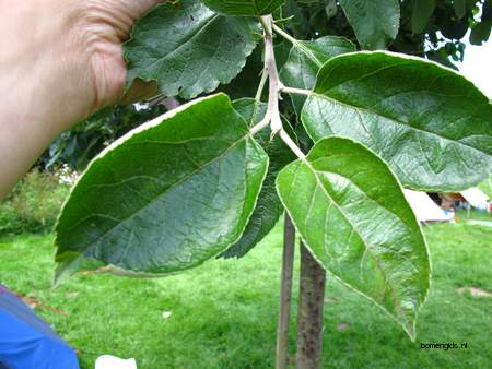  picture  Appel |Malus_sylvestris