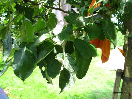  picture  Appel |Malus_sylvestris