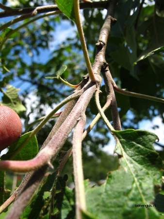  picture  Appel |Malus_sylvestris