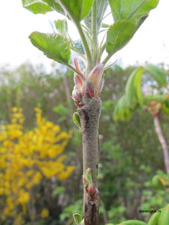  picture  Appel |Malus_sylvestris