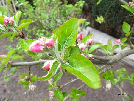  picture  Appel |Malus_sylvestris