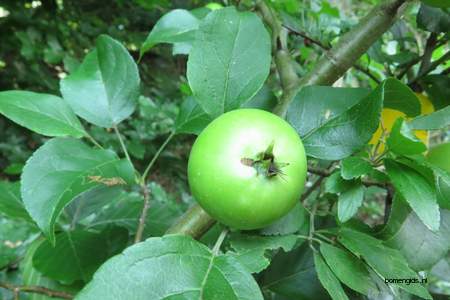  picture  Appel |Malus_sylvestris