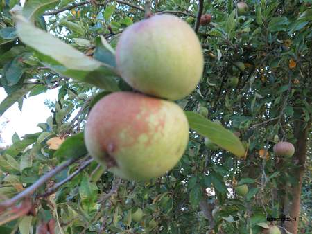  picture  Appel |Malus_sylvestris