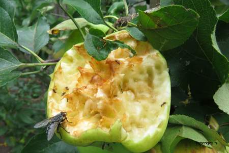  picture  Appel |Malus_sylvestris