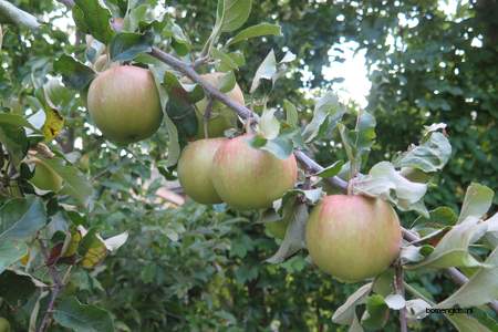  picture  Appel |Malus_sylvestris