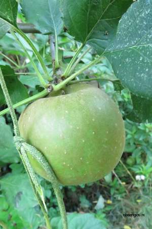  picture  Appel |Malus_sylvestris