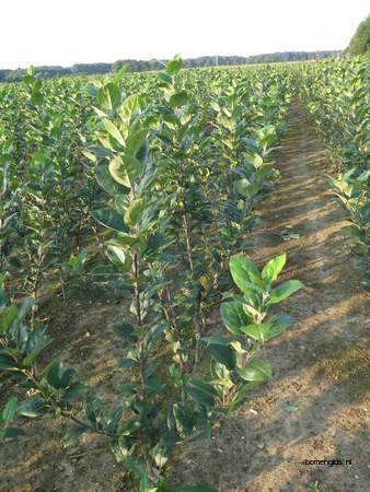  picture  Appel |Malus_sylvestris