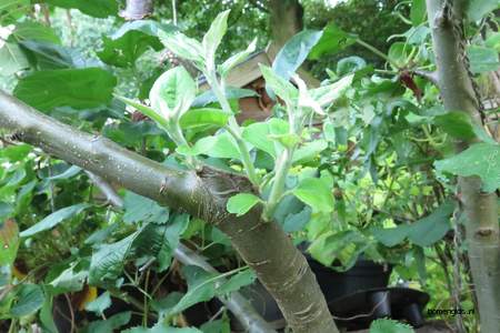  picture  Appel |Malus_sylvestris