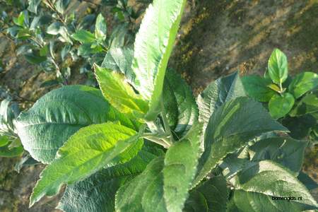  picture  Appel |Malus_sylvestris