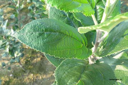  picture  Appel |Malus_sylvestris