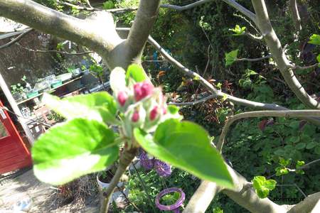  picture  Appel |Malus_sylvestris