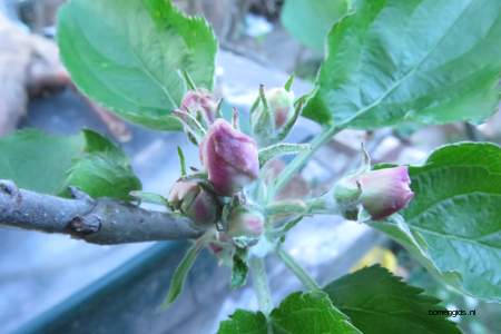  picture  Appel |Malus_sylvestris