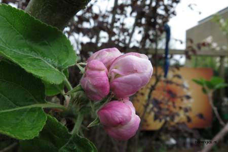  picture  Appel |Malus_sylvestris