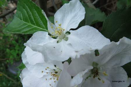  picture  Appel |Malus_sylvestris