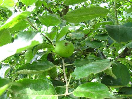  picture  Appel |Malus_sylvestris