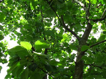  picture  Appel |Malus_sylvestris