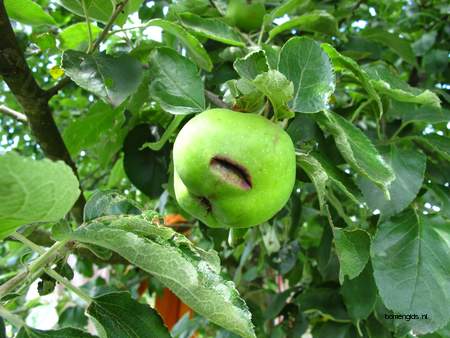  picture  Appel |Malus_sylvestris