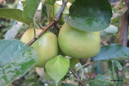  picture  Appel |Malus_sylvestris