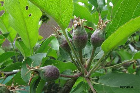  picture  Appel |Malus_sylvestris
