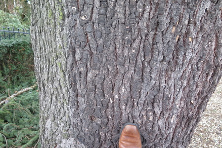  picture  Atlasceder |Cedrus_atlantica