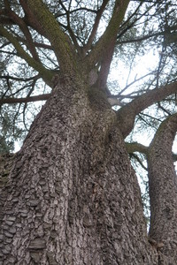  picture  Atlasceder |Cedrus_atlantica