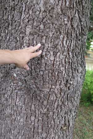  picture  Atlasceder |Cedrus_atlantica