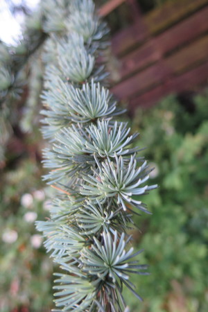  picture  Atlasceder |Cedrus_atlantica