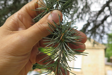  picture  Atlasceder |Cedrus_atlantica