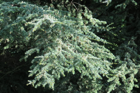  picture  Atlasceder |Cedrus_atlantica