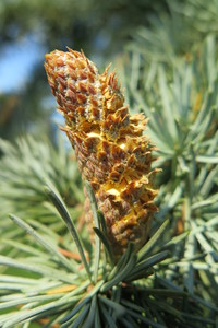  picture  Atlasceder |Cedrus_atlantica