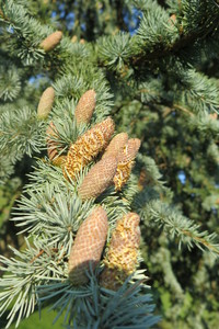  picture  Atlasceder |Cedrus_atlantica