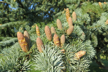  picture  Atlasceder |Cedrus_atlantica