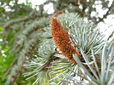  picture  Atlasceder |Cedrus_atlantica