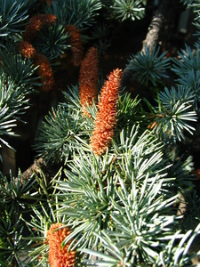  picture  Atlasceder |Cedrus_atlantica