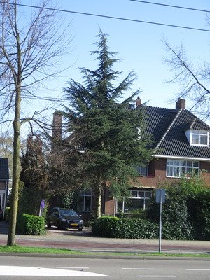  picture  Atlasceder |Cedrus_atlantica