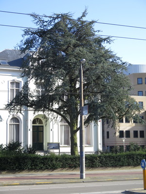  picture  Atlasceder |Cedrus_atlantica