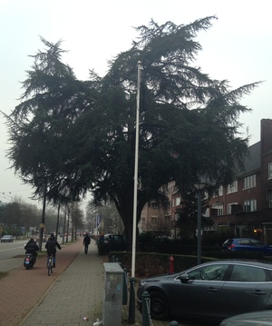  picture  Atlasceder |Cedrus_atlantica